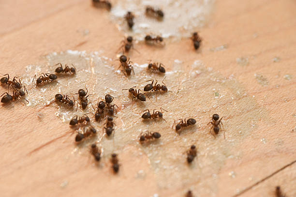 Best Affordable Pest Control Services  in Melbourne, FL